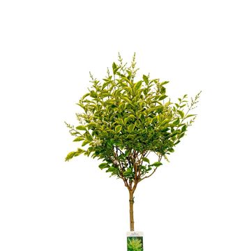 Ligustrum ovalifolium 'Aureum'