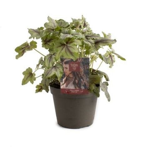 Heuchera INDIAN SUMMER GREEN