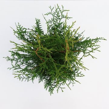 Thuja occidentalis 'Brabant'