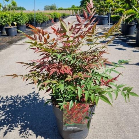 Nandina domestica OBSESSED