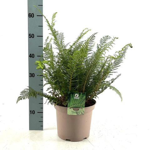 Polystichum setiferum 'Proliferum'