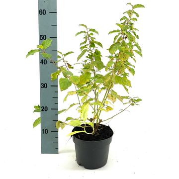 Cornus sanguinea 'Anny's Winter Orange'