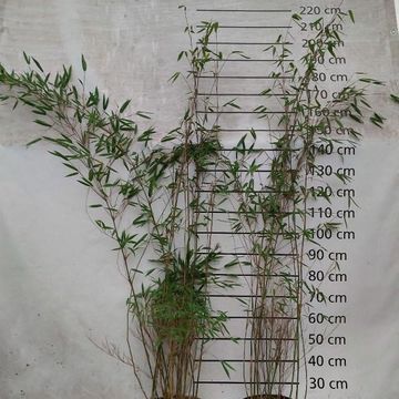 Fargesia 'Obelisk'