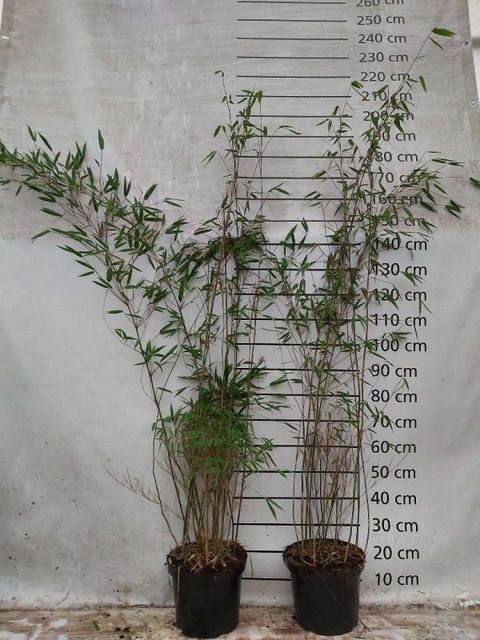 Fargesia 'Obelisk'