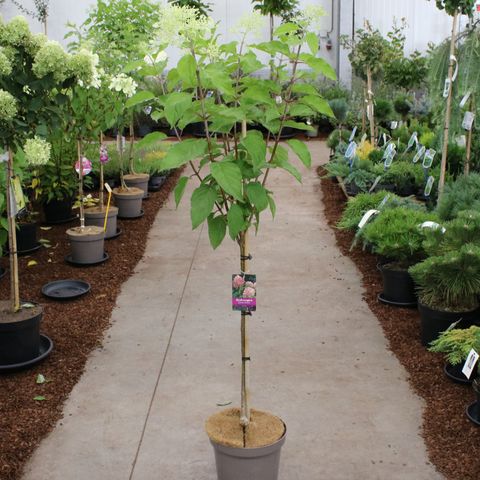 Hydrangea paniculata 'Phantom'