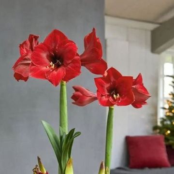 Hippeastrum 'Red Lion'