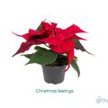 Euphorbia pulcherrima CHRISTMAS FEELINGS