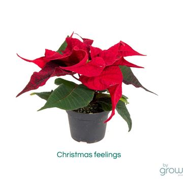Euphorbia pulcherrima CHRISTMAS FEELINGS