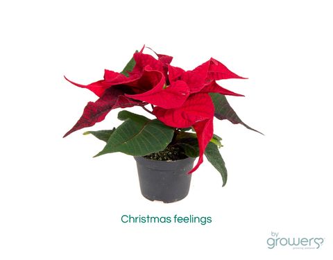 Euphorbia pulcherrima CHRISTMAS FEELINGS