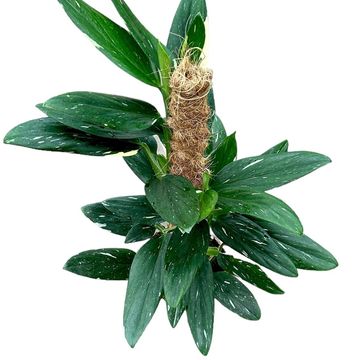 Monstera standleyana 'Variegata'