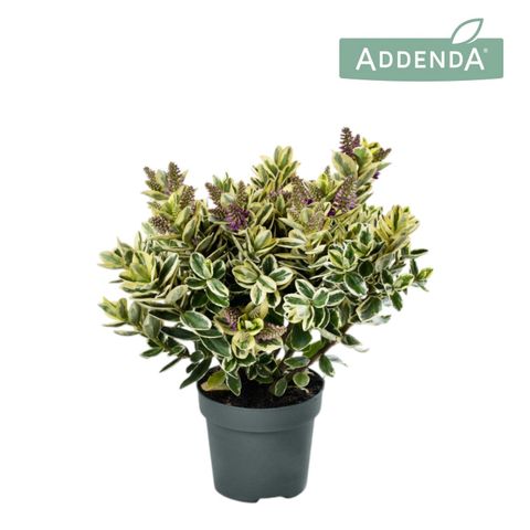 Hebe 'Katrina'