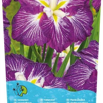 Iris ensata DINNER PLATE PLATE JELL O