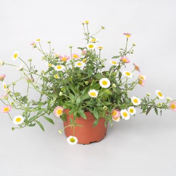 Erigeron karvinskianus