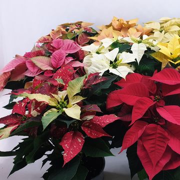 Euphorbia pulcherrima MIX