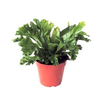 Asplenium antiquum 'Leslie'