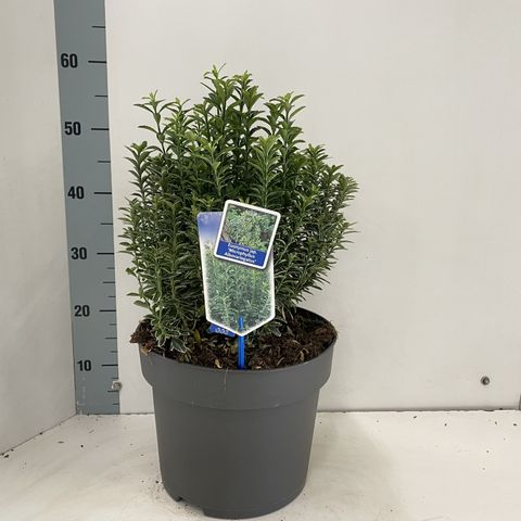 Euonymus japonicus 'Microphyllus Albovariegatus'