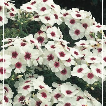 Phlox 'Europa'