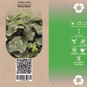 Hedera helix 'White Ripple'
