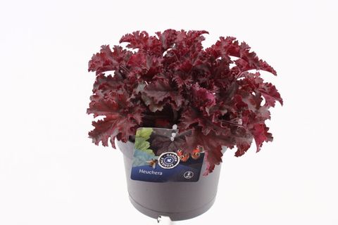 Heuchera 'Melting Fire'