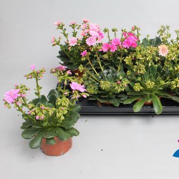 Lewisia cotyledon MOUNTAIN DREAMS MIX