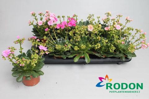 Lewisia cotyledon MOUNTAIN DREAMS MIX