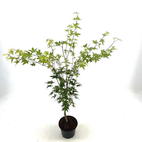 Acer palmatum 'Silhouette'