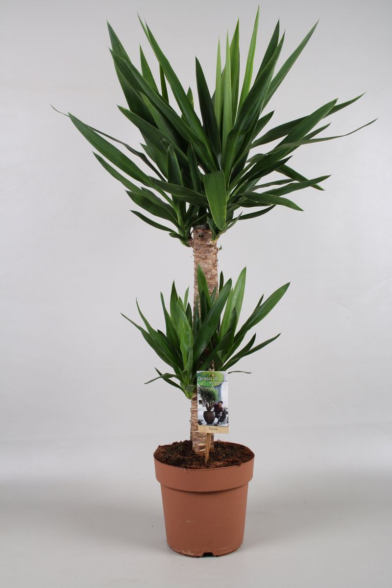 Yucca elephantipes — Pflanzengroßhandel FlorAccess