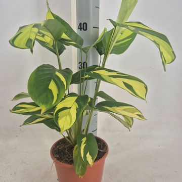 Ctenanthe lubbersiana 'Golden Mosaic'