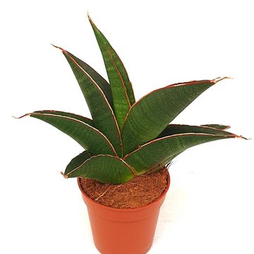 Sansevieria 'Twist'