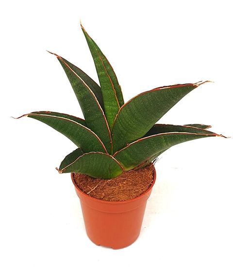 Sansevieria 'Twist'