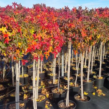Liquidambar styraciflua 'Gum Ball'