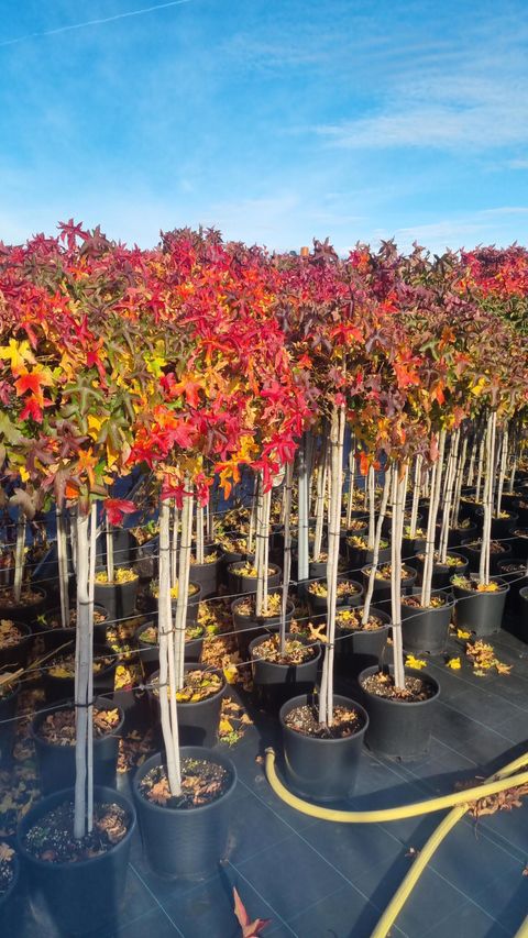 Liquidambar styraciflua 'Gum Ball'