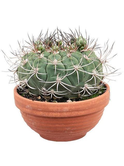 Gymnocalycium saglionis