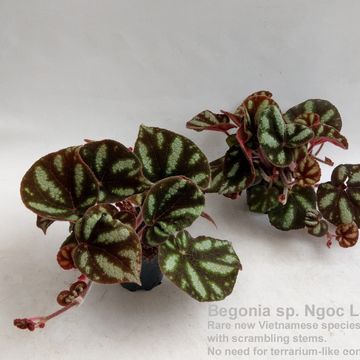 Begonia 'Ngoc Lac'