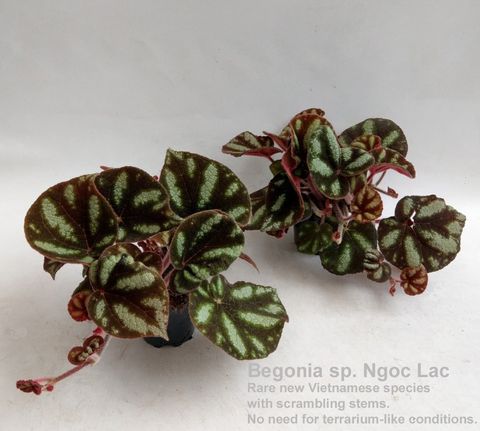 Begonia 'Ngoc Lac'