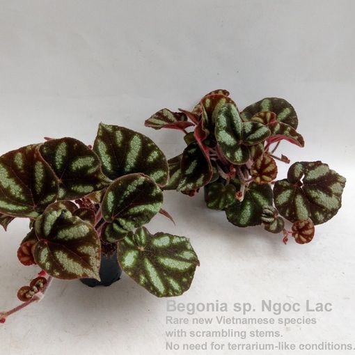 Begonia 'Ngoc Lac'