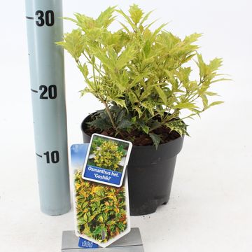 Osmanthus heterophyllus 'Goshiki'