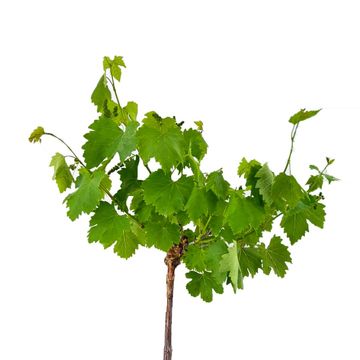Vitis vinifera
