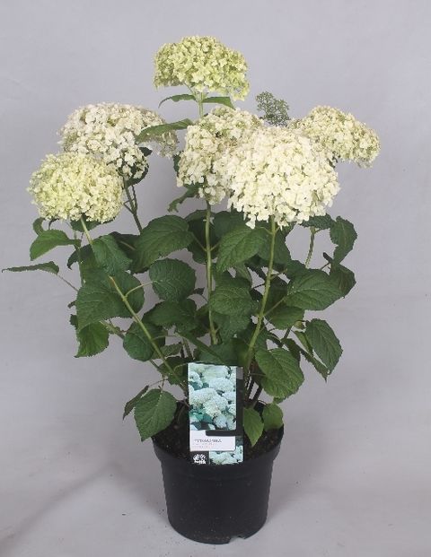 Hydrangea arborescens 'Annabelle'