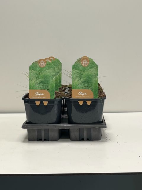 Stipa tenuissima 'Ponytails'