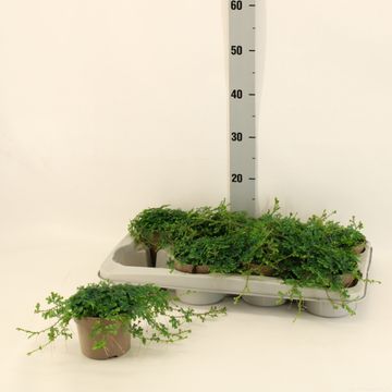 Selaginella 'Peacock'