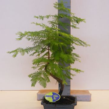 Metasequoia glyptostroboides