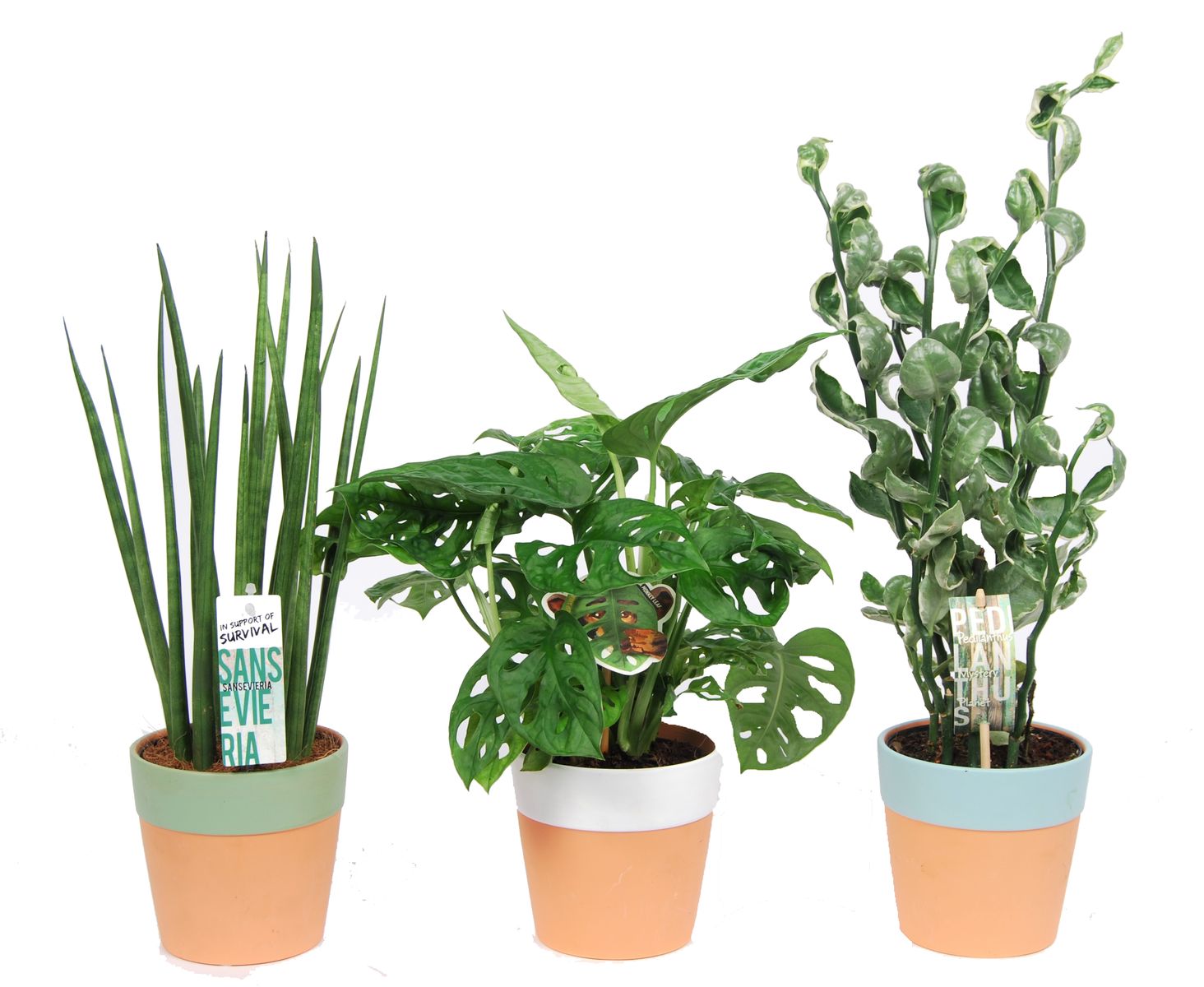 Houseplants Mix — Plant Wholesale Floraccess