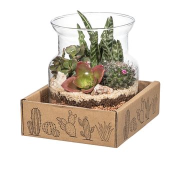 Arrangement Cactus / Succulent