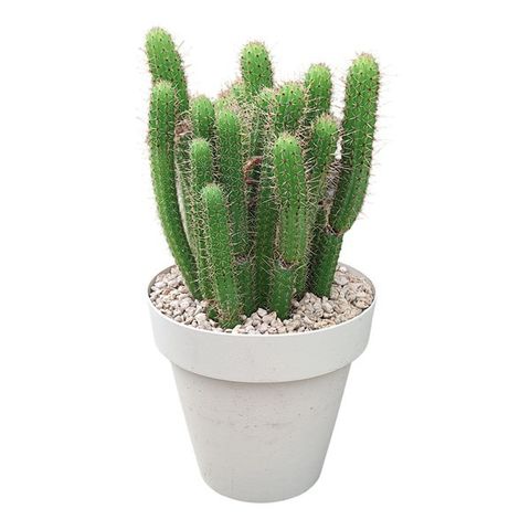 Cleistocactus baumannii