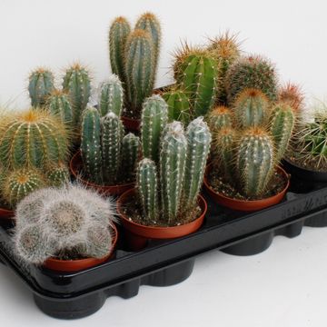 Cactus MIX