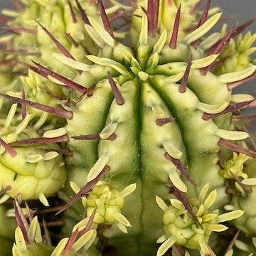 Euphorbia aggregata variegata