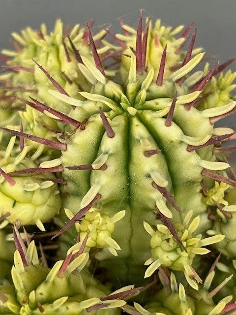 Euphorbia aggregata variegata