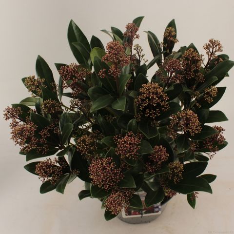 Skimmia japonica 'Rubella'