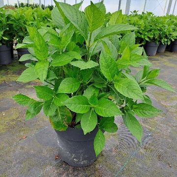 Hydrangea serrata 'Bluebird'